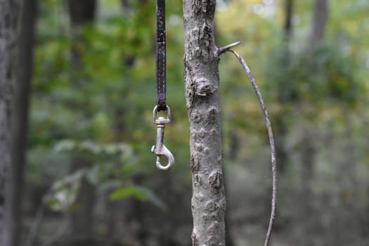 Leash Hanging from Tree Branch in Wooded Area, Orchard Beach, Bronx, New York. High quality photo