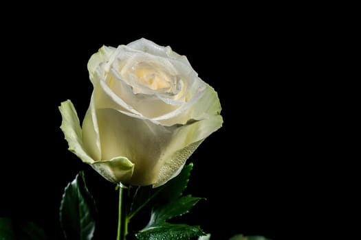 White tea rose on a black background. Flower head close-up.