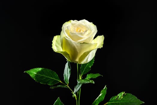 White tea rose on a black background. Flower head close-up.