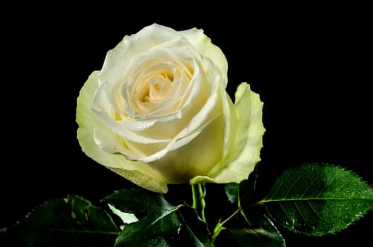 White tea rose on a black background. Flower head close-up.