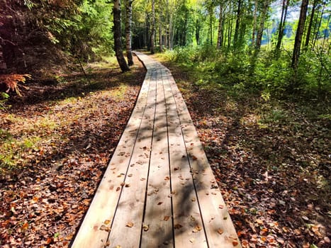 Path made of parquet boards with autumn green and yellow leaves and grass around. Background, texture, place for text, frame, copy space and location for photo shooting