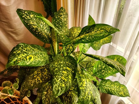 Dieffenbachia plant in a pot on a stool by the window. Retro interior in light colors. Background with plant with green leaves and fabric