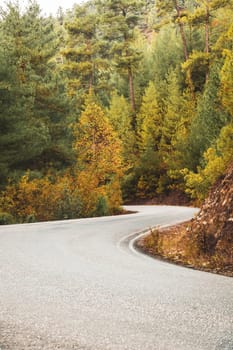 Asphalt road through autumn forest at sunrise