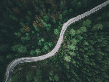 Aerial view of forest road with pine trees on both sides in autumn