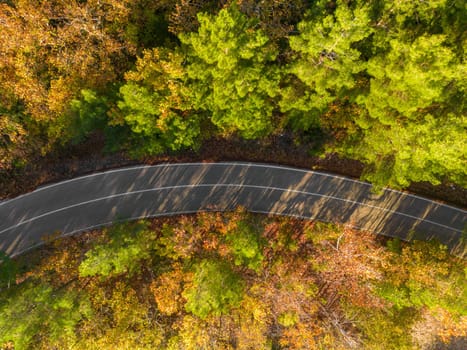 Aerial view of forest road with pine trees on both sides in autumn