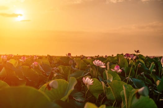 Sunrise in the field of lotuses, Pink lotus Nelumbo nucifera sways in the wind. Against the background of their green leaves. Lotus field on the lake in natural environment