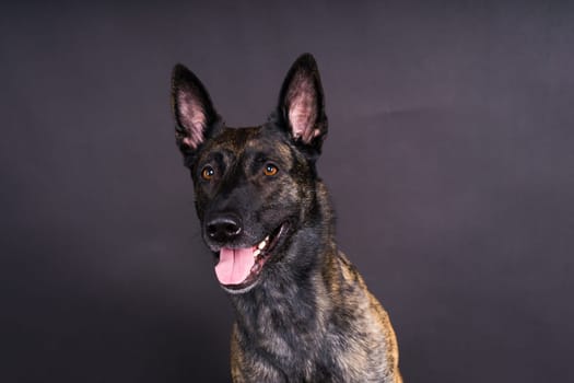 Portrait of an holland shepherd in studio, black red yellow background