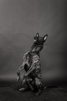 Portrait of an holland shepherd in studio, black red yellow background