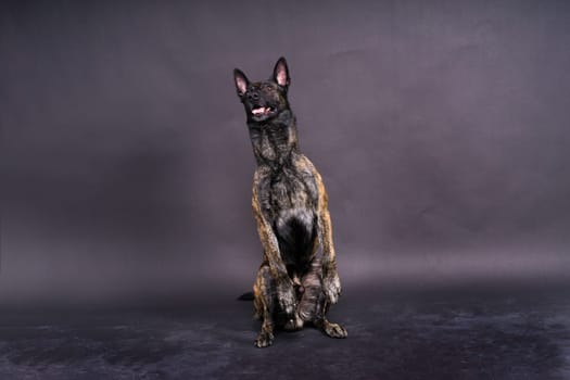 Portrait of an holland shepherd in studio, black red yellow background