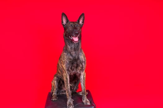 Portrait of an holland shepherd in studio, black red yellow background