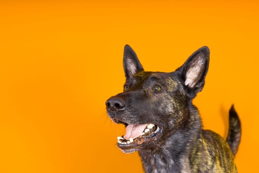 Portrait of an holland shepherd in studio, black red yellow background