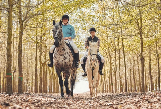 Portrait, women and horses in a forest, riding and happiness with animal care, stallion and countryside. Adventure, pets and girls with joy, activity or friends with hobby, bonding together and woods.