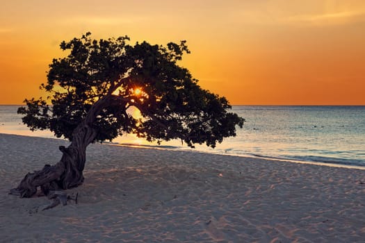 Dividivi tree on Aruba