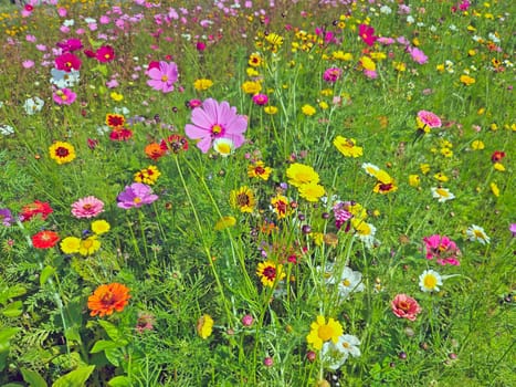 Wild flowers in springtime in the Netherlands