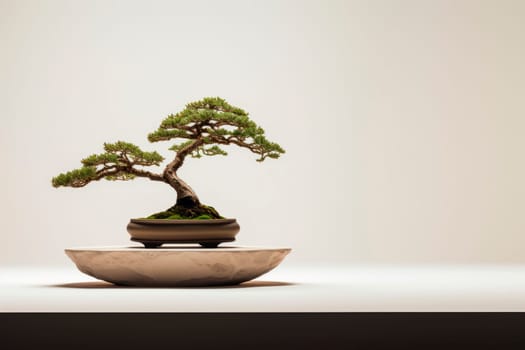 Miniature bonsai tree in a ceramic pot on a background with a copy space. Minimalism.