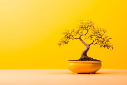 Miniature bonsai tree in a ceramic pot on a background with a copy space. Minimalism.