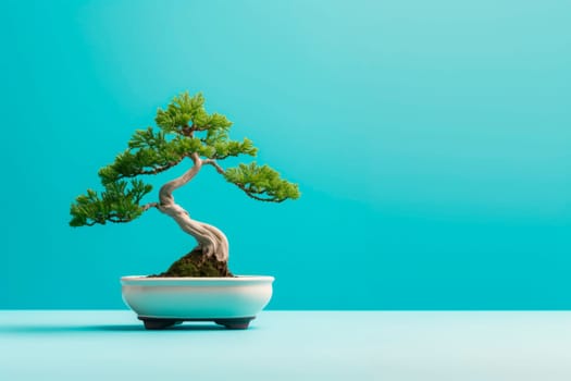 Miniature bonsai tree in a ceramic pot on a background with a copy space. Minimalism.