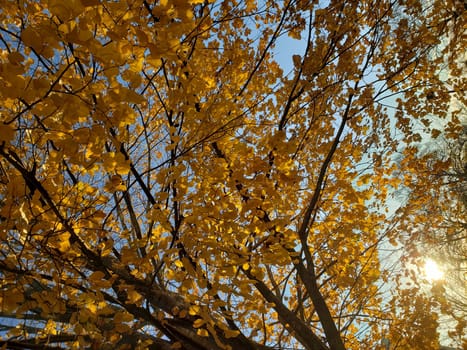 View of Golden Leaves of a Tree in Autumn