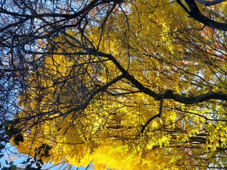 View of Golden Leaves of a Tree in Autumn