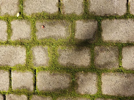 View of Brick Pavement with Moss in Between the Cracks