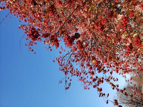 View of Red Berries on a Tree in Autumn