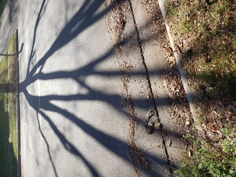 View of Long Tree Shadows Falling Across a Neighborhood Street