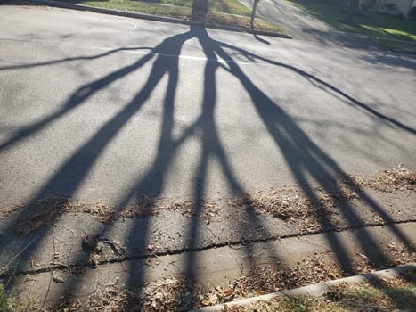 View of Long Tree Shadows Falling Across a Neighborhood Street
