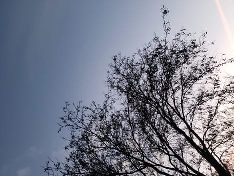 View of a Honey Locust Tree (Gleditsia triacanthos) at Sunset