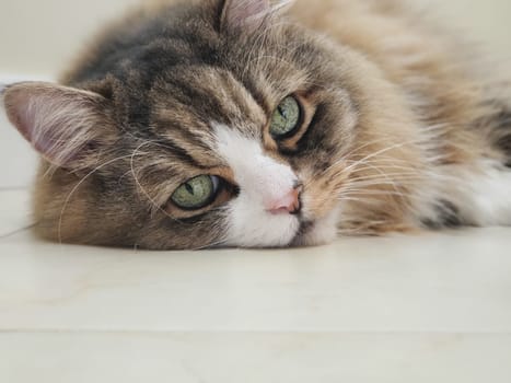 View of a Ragamuffin Cat Resting on a Flat White Floor