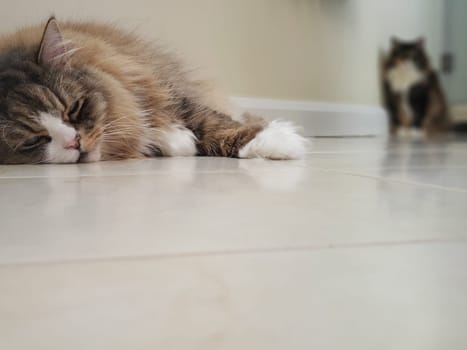 View of a Ragamuffin Cat Resting on a Flat White Floor