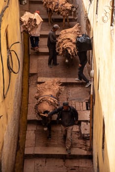 FES, MOROCCO - ARIL 10, 2023 - A donkeys takes dried leather from a tannery in the medina of Fes, Morocco