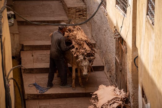 FES, MOROCCO - ARIL 10, 2023 - A donkeys takes dried leather from a tannery in the medina of Fes, Morocco