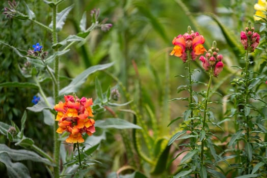 Butter And Eggs flowers, Linaria Vulgaris, in a park in Fes, Morocco