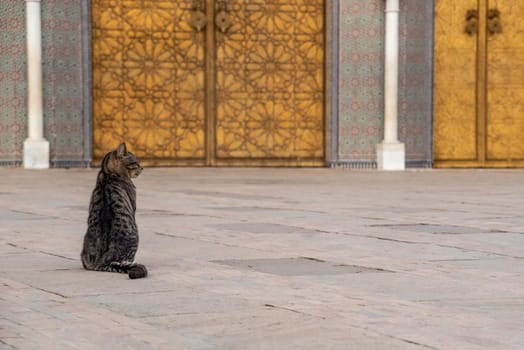 A cat sitting royal in front of the famous golden main entrance of the Royal Palace in Fes, Morocco