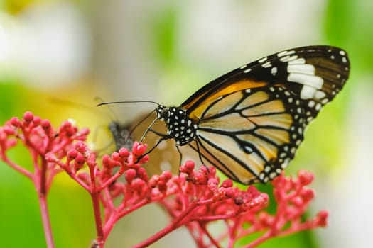 Danaus chrysippus sucking nectar on a red flower.