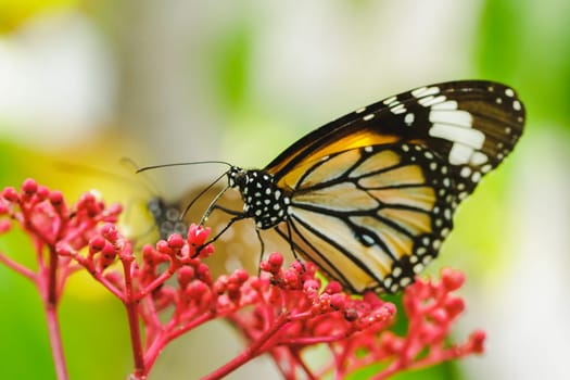 Danaus chrysippus sucking nectar on a red flower.