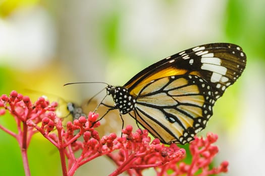 Danaus chrysippus sucking nectar on a red flower.