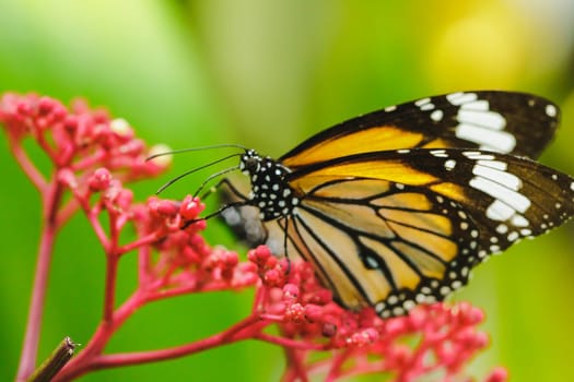 Danaus chrysippus sucking nectar on a red flower.