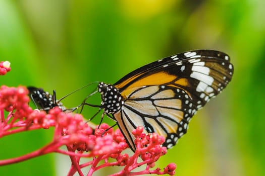 Danaus chrysippus sucking nectar on a red flower.