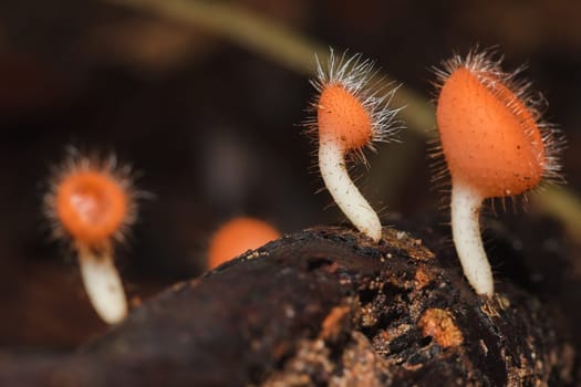 The Fungi Cup is orange, pink, red, found on the ground and dead timber. Found mostly in forests with high humidity during the rainy season.