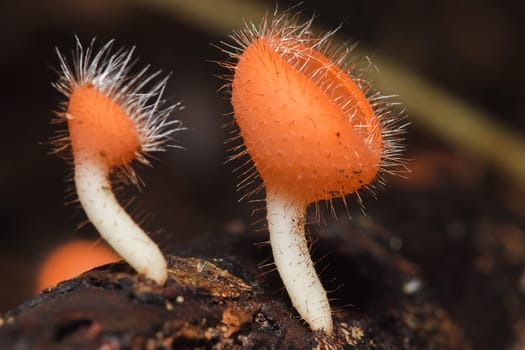 The Fungi Cup is orange, pink, red, found on the ground and dead timber. Found mostly in forests with high humidity during the rainy season.