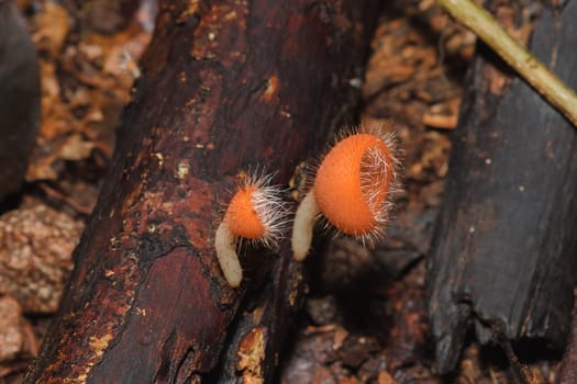 The Fungi Cup is orange, pink, red, found on the ground and dead timber. Found mostly in forests with high humidity during the rainy season.