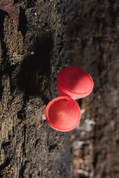 The Fungi Cup is orange, pink, red, found on the ground and dead timber. Found mostly in forests with high humidity during the rainy season.