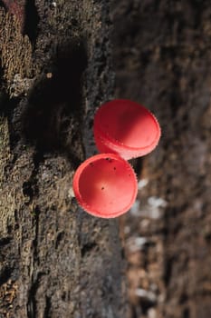 The Fungi Cup is orange, pink, red, found on the ground and dead timber. Found mostly in forests with high humidity during the rainy season.