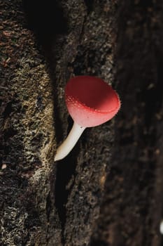 The Fungi Cup is orange, pink, red, found on the ground and dead timber. Found mostly in forests with high humidity during the rainy season.