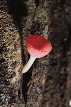 The Fungi Cup is orange, pink, red, found on the ground and dead timber. Found mostly in forests with high humidity during the rainy season.