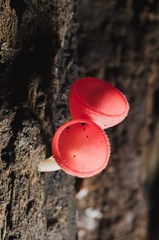 The Fungi Cup is orange, pink, red, found on the ground and dead timber. Found mostly in forests with high humidity during the rainy season.