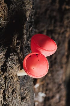 The Fungi Cup is orange, pink, red, found on the ground and dead timber. Found mostly in forests with high humidity during the rainy season.