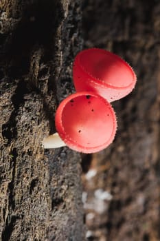 The Fungi Cup is orange, pink, red, found on the ground and dead timber. Found mostly in forests with high humidity during the rainy season.