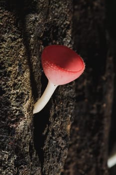 The Fungi Cup is orange, pink, red, found on the ground and dead timber. Found mostly in forests with high humidity during the rainy season.